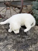 Yukon LGD, a male Anatolian Shepherd Dog and Maremma Sheepdog for sale in Hillsboro, OH – 6 of 9