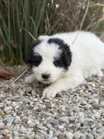 Smokey LGD, a male Anatolian Shepherd Dog and Maremma Sheepdog for sale in Hillsboro, OH – 8 of 10