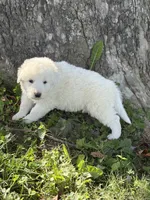 Bear LGD, a male Anatolian Shepherd Dog and Maremma Sheepdog for sale in Hillsboro, OH – 5 of 10