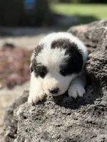 Smokey LGD, a male Anatolian Shepherd Dog and Maremma Sheepdog for sale in Hillsboro, OH – 4 of 10
