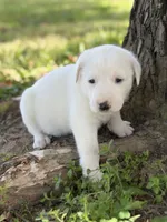 River LGD, a female Anatolian Shepherd Dog and Maremma Sheepdog for sale in Hillsboro, OH – 4 of 10