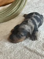 Taco AKC, a male Miniature Dachshund for sale in Hillsboro, OH – 3 of 6