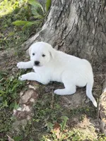 Willow LGD, a female Anatolian Shepherd Dog and Maremma Sheepdog for sale in Hillsboro, OH – 10 of 10