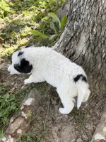 Sierra LGD, a female Anatolian Shepherd Dog and Maremma Sheepdog for sale in Hillsboro, OH – 10 of 10