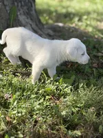 Storm LGD, a male Anatolian Shepherd Dog and Maremma Sheepdog for sale in Hillsboro, OH – 10 of 10