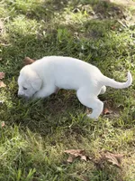 Duke LGD, a male Anatolian Shepherd Dog and Maremma Sheepdog for sale in Hillsboro, OH – 9 of 10