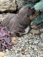 Coco AKC, a female Miniature Dachshund for sale in Hillsboro, OH – 10 of 10