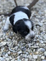 Charlie, a male Miniature Dachshund for sale in Hillsboro, OH – 10 of 10