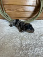 Slinky AKC, a male Miniature Dachshund for sale in Hillsboro, OH – 2 of 6