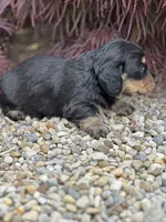 Bella AKC, a female Miniature Dachshund for sale in Hillsboro, OH – 6 of 10