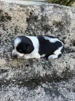 Charlie, a male Miniature Dachshund for sale in Hillsboro, OH – 8 of 10