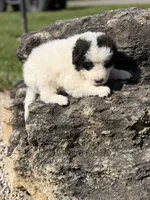 Smokey LGD, a male Anatolian Shepherd Dog and Maremma Sheepdog for sale in Hillsboro, OH – 5 of 10