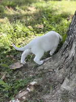 Storm LGD, a male Anatolian Shepherd Dog and Maremma Sheepdog for sale in Hillsboro, OH – 5 of 10