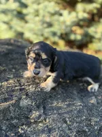 Paisley - AKC, a female Miniature Dachshund for sale in Hillsboro, OH – 6 of 10