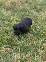 Otis, a male Miniature Dachshund for sale in Hillsboro, OH – Photo 9 of 10