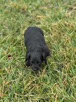 Otis, a male Miniature Dachshund for sale in Hillsboro, OH – Photo 8 of 10