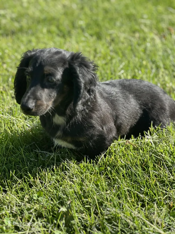 Otis – Miniature Dachshund puppy for sale in Hillsboro, OH