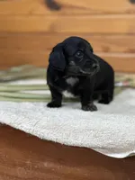 Otis, a male Miniature Dachshund for sale in Hillsboro, OH – Photo 3 of 10