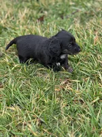 Otis, a male Miniature Dachshund for sale in Hillsboro, OH – Photo 10 of 10