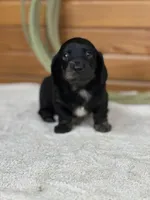 Otis, a male Miniature Dachshund for sale in Hillsboro, OH – Photo 1 of 10