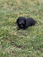 Otis, a male Miniature Dachshund for sale in Hillsboro, OH – Photo 7 of 10