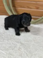 Otis, a male Miniature Dachshund for sale in Hillsboro, OH – Photo 2 of 10