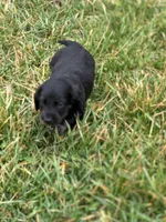 Otis, a male Miniature Dachshund for sale in Hillsboro, OH – Photo 5 of 10