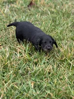 Otis, a male Miniature Dachshund for sale in Hillsboro, OH – Photo 6 of 10
