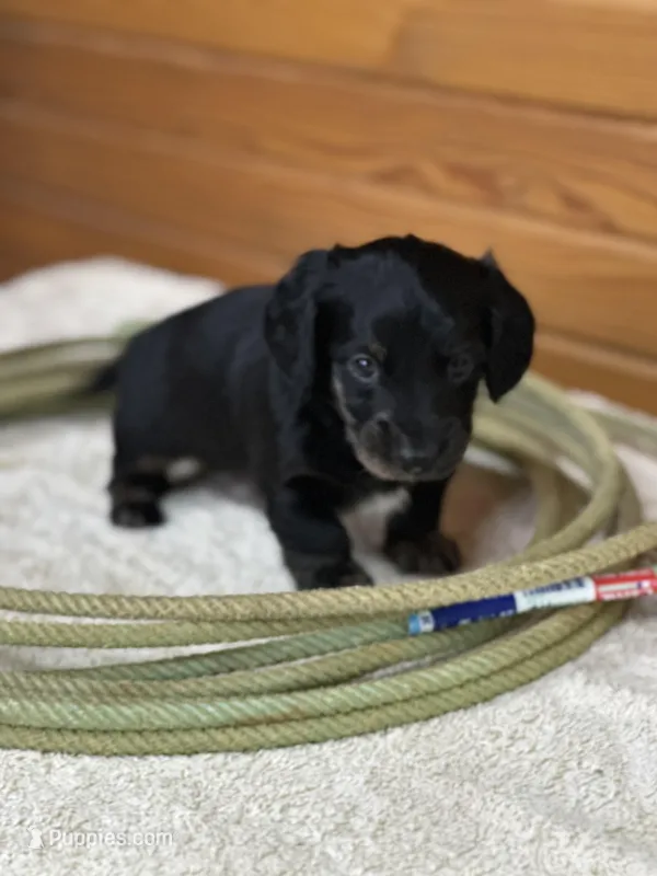 Otis – Miniature Dachshund puppy for sale in Hillsboro, OH