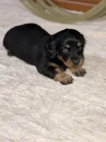 Rosie, a female Miniature Dachshund for sale in Hillsboro, OH – Photo 4 of 10