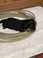 Rosie, a female Miniature Dachshund for sale in Hillsboro, OH – Photo 7 of 10