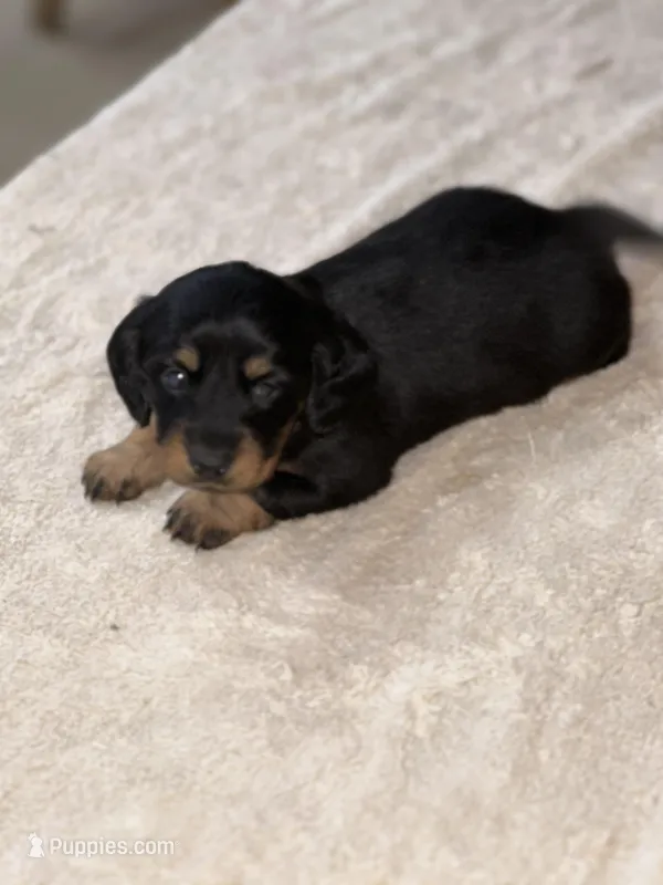 Rosie – Miniature Dachshund puppy for sale in Hillsboro, OH