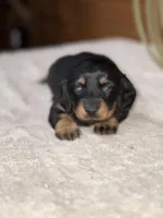 Rosie, a female Miniature Dachshund for sale in Hillsboro, OH – Photo 1 of 10