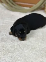 Rosie, a female Miniature Dachshund for sale in Hillsboro, OH – Photo 9 of 10