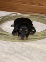 Rosie, a female Miniature Dachshund for sale in Hillsboro, OH – Photo 2 of 10