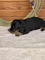 Rosie, a female Miniature Dachshund for sale in Hillsboro, OH – Photo 10 of 10