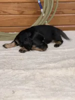 Rosie, a female Miniature Dachshund for sale in Hillsboro, OH – Photo 3 of 10