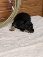 Rosie, a female Miniature Dachshund for sale in Hillsboro, OH – Photo 5 of 10