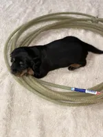 Rosie, a female Miniature Dachshund for sale in Hillsboro, OH – Photo 8 of 10