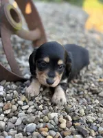 Paisley - AKC, a female Miniature Dachshund for sale in Hillsboro, OH – 2 of 10