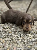 Coco AKC, a female Miniature Dachshund for sale in Hillsboro, OH – 4 of 10