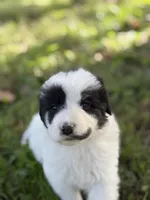 Sierra LGD, a female Anatolian Shepherd Dog and Maremma Sheepdog for sale in Hillsboro, OH – 2 of 10