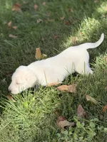 Duke LGD, a male Anatolian Shepherd Dog and Maremma Sheepdog for sale in Hillsboro, OH – 10 of 10
