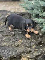 Bella, a female Miniature Dachshund for sale in Hillsboro, OH – Photo 10 of 10