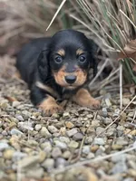 Bella, a female Miniature Dachshund for sale in Hillsboro, OH – Photo 2 of 10