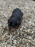 Bella, a female Miniature Dachshund for sale in Hillsboro, OH – Photo 6 of 10