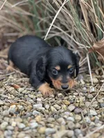 Bella, a female Miniature Dachshund for sale in Hillsboro, OH – Photo 4 of 10