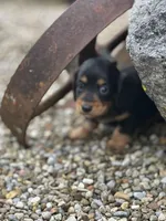 Bella, a female Miniature Dachshund for sale in Hillsboro, OH – Photo 3 of 10