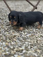 Bella, a female Miniature Dachshund for sale in Hillsboro, OH – Photo 5 of 10