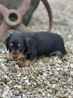Bella, a female Miniature Dachshund for sale in Hillsboro, OH – Photo 7 of 10